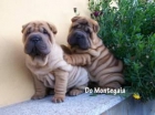 cachorros de shar pei - mejor precio | unprecio.es