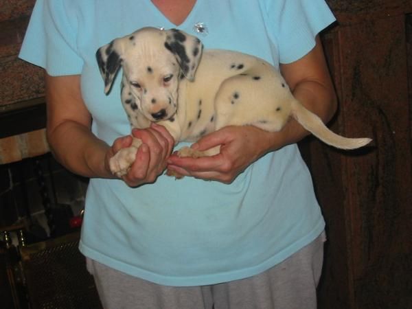 Dálmatas cachorros,pedigree.Venta