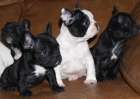 Maravillosos cachorros de Bulldog frances - mejor precio | unprecio.es