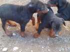 Oferta doberman(zaragoza) - mejor precio | unprecio.es