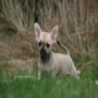 Preciosos cachorritos de chihuahua toy, son muy pequeñitos, los tengo de varios - mejor precio | unprecio.es