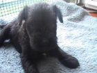 Schnauzer Miniatura cachorros - mejor precio | unprecio.es