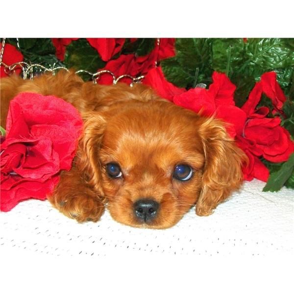 Super Gorgeous Cavalier King Charles cachorros gratis