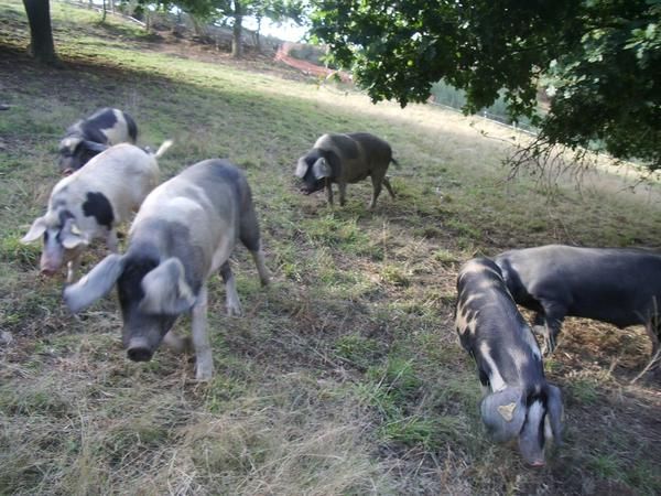 venta de cerdo celta (porco celta)