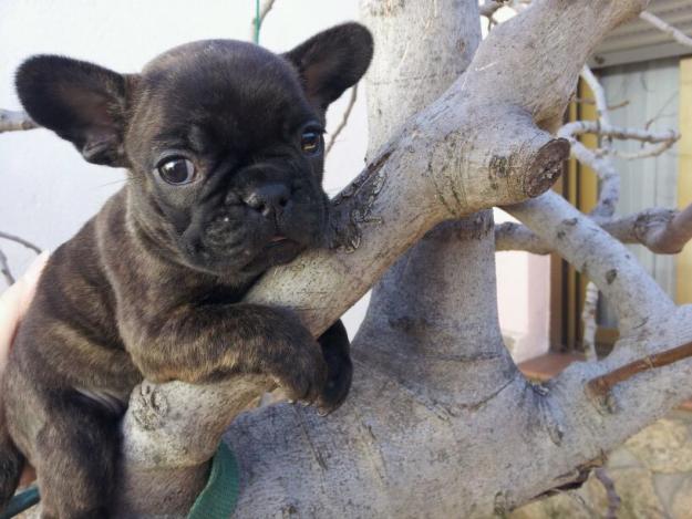MACHO BULLDOG FRANCÉS. NEGRO ATIGRADO. PEDIGREE. GARANTIAS.