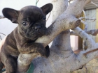 MACHO BULLDOG FRANCÉS. NEGRO ATIGRADO. PEDIGREE. GARANTIAS. - mejor precio | unprecio.es