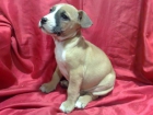 AMERICAN STANDFORSHIRE , CACHORROS DE COLOR CANELA - mejor precio | unprecio.es