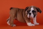 Cachorrita de Bulldog muy fuerte y compacta, - mejor precio | unprecio.es