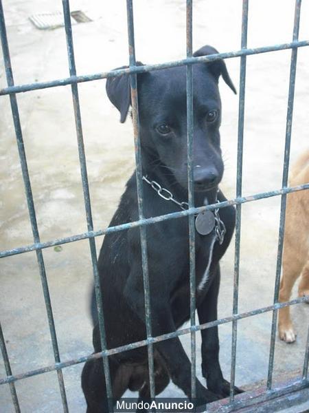 CACHORRO INVISIBLE lleva 2 meses en perrera ¡pero lo matan YA!