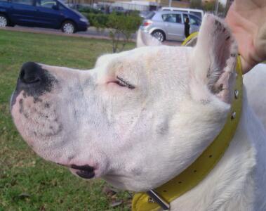 Dogo argentino proxima camada