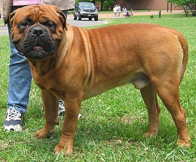 El perro (Canis lupus familiaris,[1] [2] [3] ) es un mamífero carnívoro doméstico de la familia de los cánidos, que cons