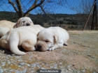Labrador retriever - mejor precio | unprecio.es