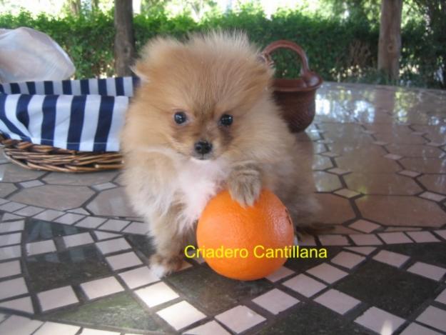 precioso cachorro pomerania