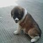 SE VENDEN CACHORROS - mejor precio | unprecio.es