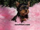 Yorkshire Terrier.Nacidos en Coruña. - mejor precio | unprecio.es