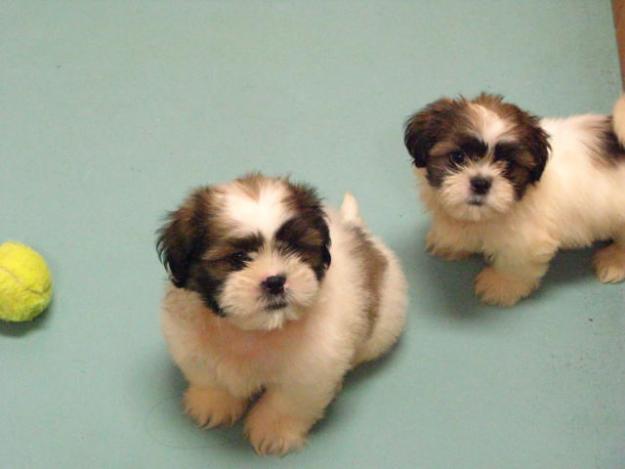 Adorables shih tzu