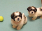 Adorables shih tzu - mejor precio | unprecio.es