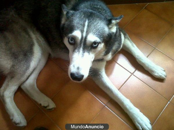 BUSCO PERRO SIBERIAN HUSKYE PARA MONTA DE BARCELONA