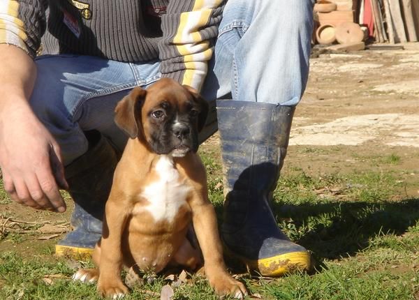CACHORROS DE BOXER 600