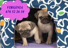 Carlino ¡cachorros a buen precio!  A Coruña - mejor precio | unprecio.es