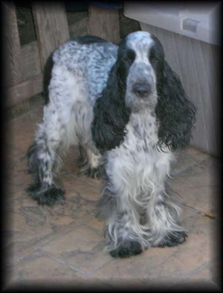 CASI REGALO COCKER HEMBRA AZUL RUANO
