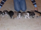 Regalo perros de madre pastora belga -orihuela - mejor precio | unprecio.es