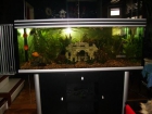 se vende un muy bonita acuario 350 ltr - mejor precio | unprecio.es