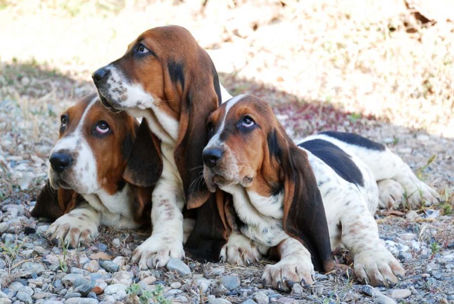 Basset hound ,el cachorro que buscabas