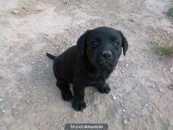 CACHORRITOS DE LABRADOR