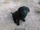CACHORRITOS DE LABRADOR - mejor precio | unprecio.es