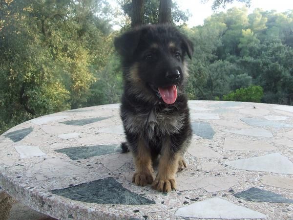 Cachorritos de pastor aleman