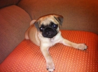 Cachorros de Carliono 2 meses - mejor precio | unprecio.es