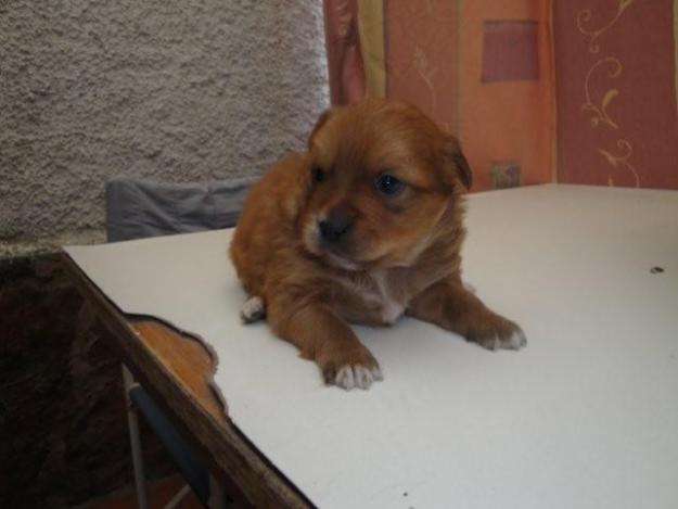 Dos cachorros de raza pequeña en adopción.