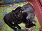 GATITOS EN ADOPCION - mejor precio | unprecio.es