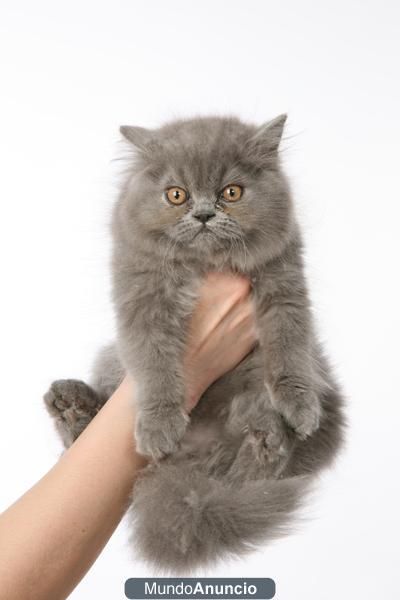 GATITOS PERSAS. HEMBRA PERSA JOVEN