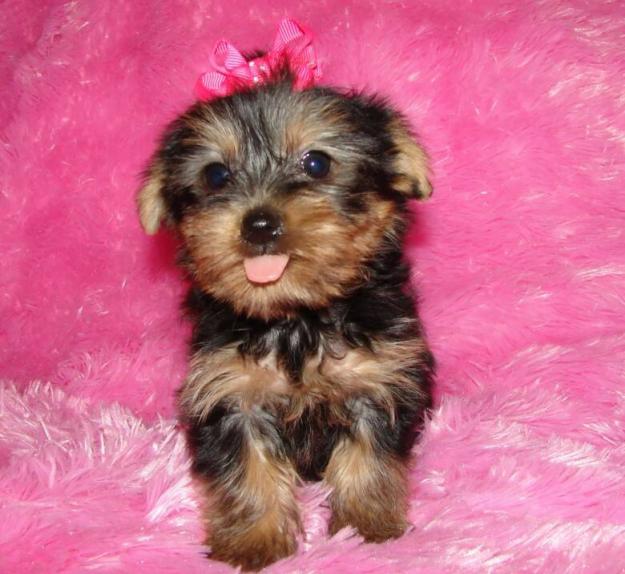 MINI Yorkshire Terrier Cachorros