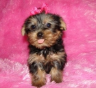 MINI Yorkshire Terrier Cachorros - mejor precio | unprecio.es