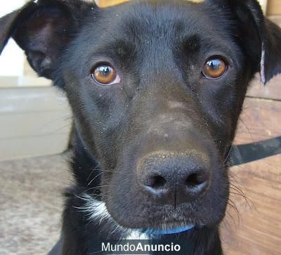 Precioso cachorro necesita un hogar