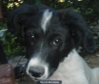 regalo mezcla de border collie menor de un año a alguien que no viva en un piso - mejor precio | unprecio.es