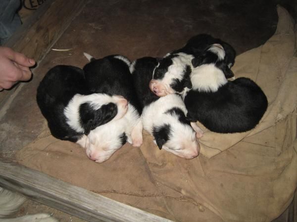 Cachorros Border Collie