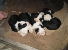 Cachorros Border Collie - mejor precio | unprecio.es