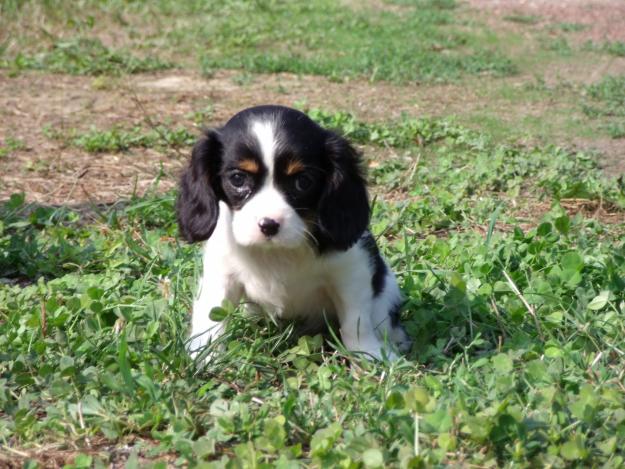 CACHORROS DE CAVALIER KING CHARLES