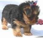 Cachorros de Yorkie Para Adopción.. - mejor precio | unprecio.es