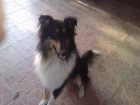 cachrros rough collie - mejor precio | unprecio.es