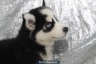 CRIAMOS HUSKY SIBERIANOS,DISPONEMOS DE NUEVA CAMADA A LA VENTA - mejor precio | unprecio.es