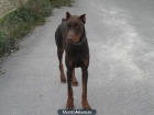 DOBERMAN para montas - mejor precio | unprecio.es