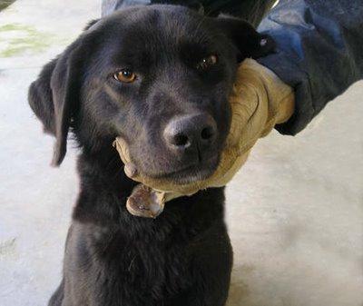 Lexie, labradora cachorra en adopción