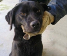 Lexie, labradora cachorra en adopción - mejor precio | unprecio.es