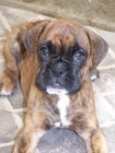 Regala un boxer por San Valentin - mejor precio | unprecio.es