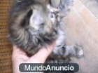 regalo gatitos cruce de angora 686 17 43 41 - mejor precio | unprecio.es